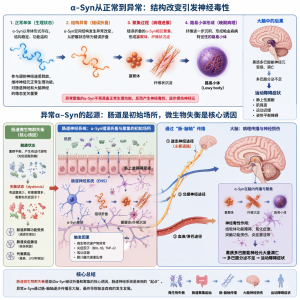 肠道微生物群及其对帕金森病中α-Syn功能的影响
